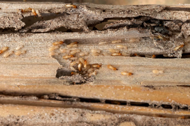 Best Flea Control Services  in Susquehanna Trails, PA